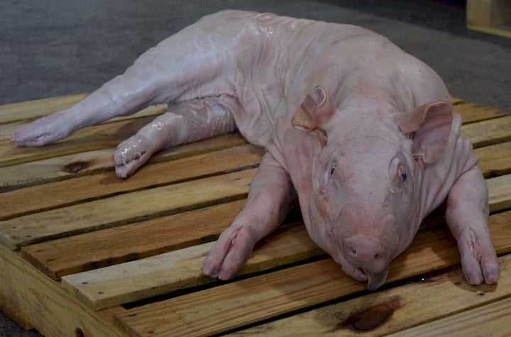 BrickWood Box - 90lb Pig Roaster
