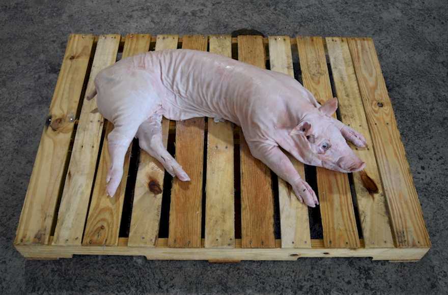 BrickWood Box - 90lb Pig Roaster